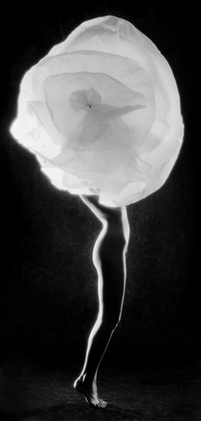 camelia