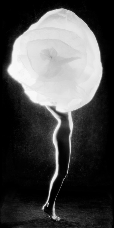 Camelia