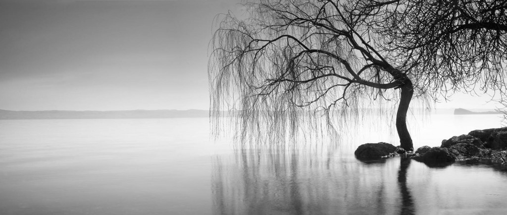 Bolsena Weeping Willow