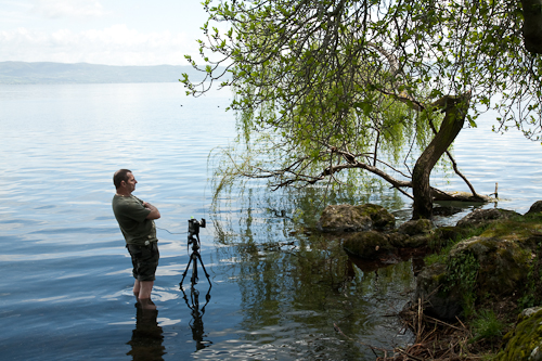 weeping willow bolsena